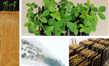 CLE peptides are critical for plant development 